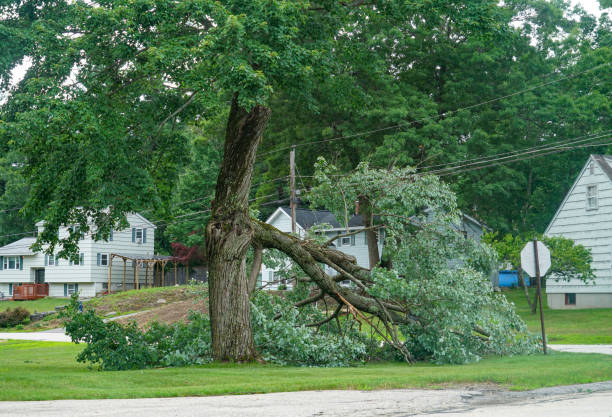 Tree Branch Trimming